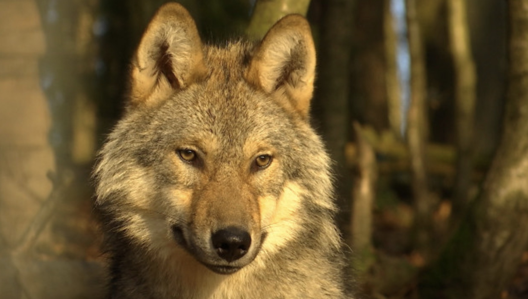 Un loup tué ce week-end sur l’autoroute E42 à Cronchamps