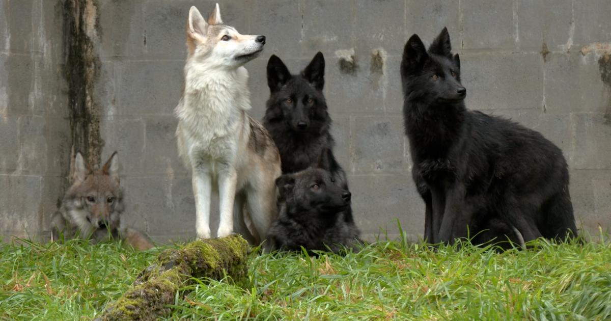 Les louveteaux recueillis à Forestia seront bientôt transférés en Bretagne