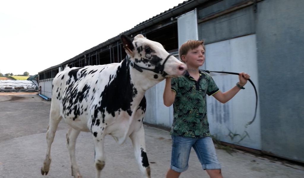 Foire agricole de Battice: Andréas, 7 ans, mènera Echine, 6 mois, au show junior