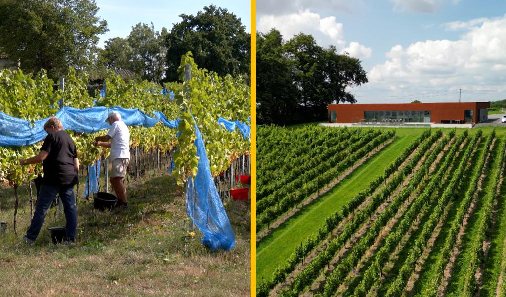 Vin Pays de Herve : un nouveau directeur et une association avec le Bois de Loë