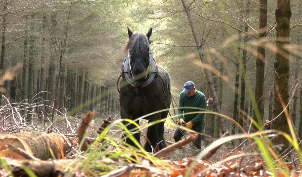 Le débardage au cheval, une pratique plus écologique!