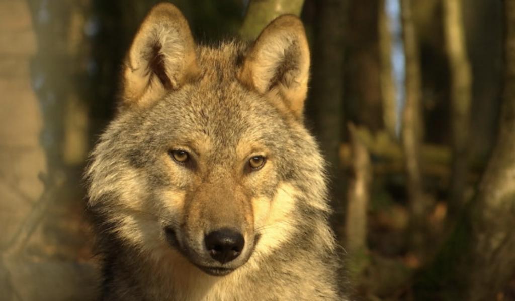 Un loup tué ce week-end sur l’autoroute E42 à Cronchamps