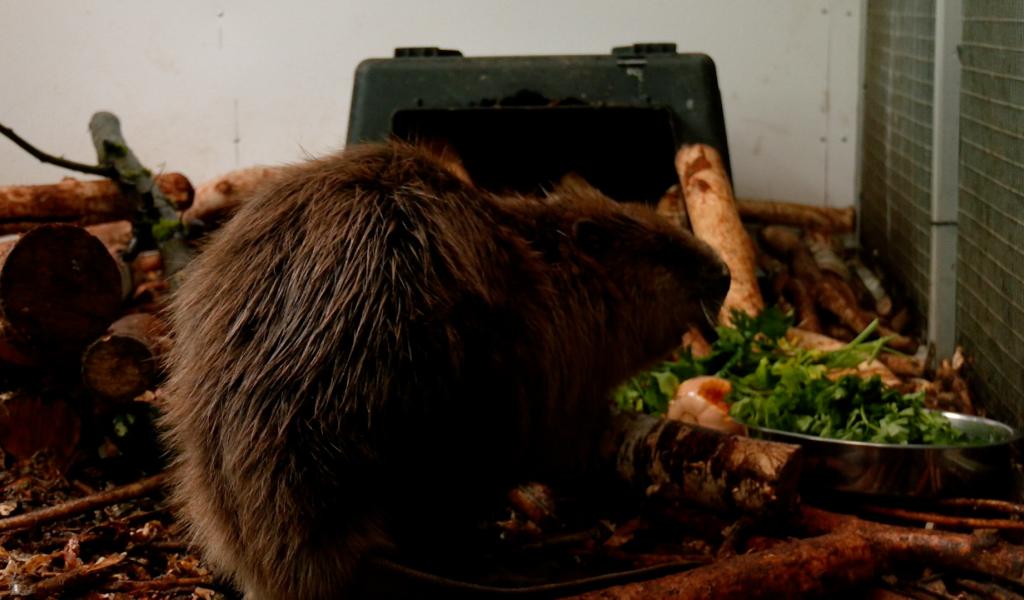 Au cœur de l’hiver, le Martinet accueille des animaux blessés ou malades