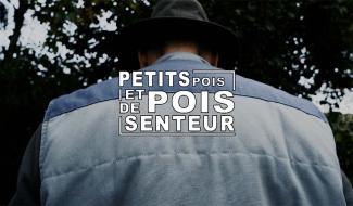 Petits pois et pois de senteur - 19/06/2024