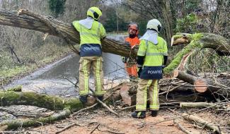 De nombreux arbres couchés après le passage de la tempête Louis