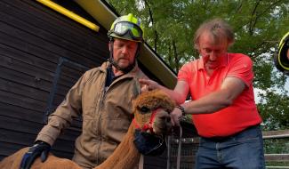 Les pompiers apprennent à manipuler des alpagas !