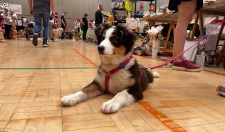 Les animaux à l'honneur au salon du bien-être animal !