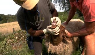 Maladie de la langue bleue : les cas explosent dans notre région