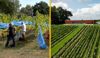 Vin Pays de Herve : un nouveau directeur et une association avec le Bois de Loë