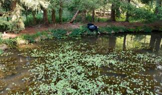 Waimes: éradication du Myriophylle en bord d'Amblève