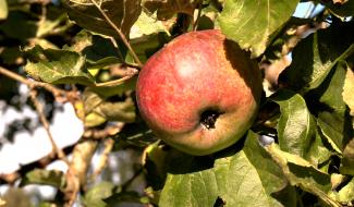 Pourquoi identifier nos vieux arbres fruitiers est important