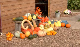 Le monde des courges dans tous ses états!