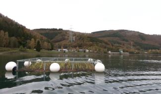 Centrale de Coo: des îlots flottants végétalisés pour une meilleure biodiversité