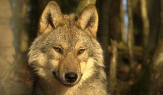 Un loup tué ce week-end sur l’autoroute E42 à Cronchamps