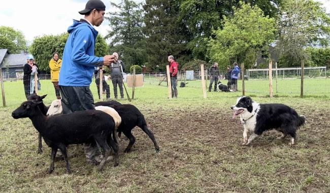 Xhoffraix: quand des Borders Collies rencontrent des moutons