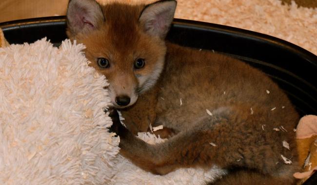 La Tanière des Fagnes: aux petits soins pour les animaux sauvages