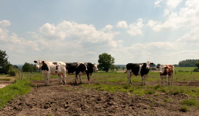 Les fermes ouvrent leurs portes ce week-end!