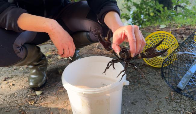 Trois-Ponts: à la "pêche" aux écrevisses exotiques et invasives