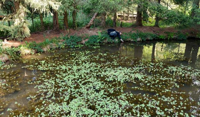 Waimes: éradication du Myriophylle en bord d'Amblève