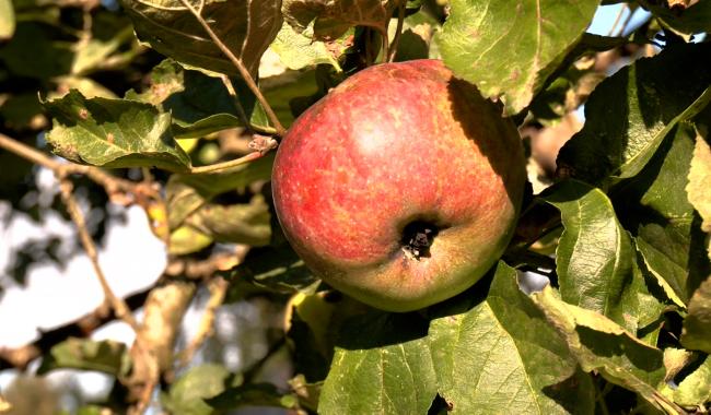 Pourquoi identifier nos vieux arbres fruitiers est important