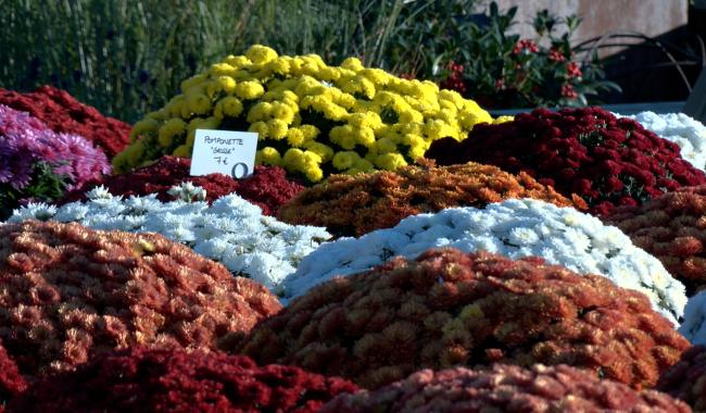 La fleur d'or de la Toussaint, toujours reine des cimetières?