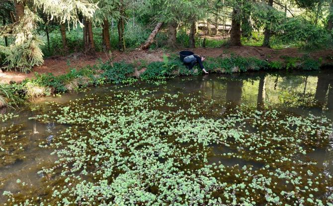 Waimes: éradication du Myriophylle en bord d'Amblève