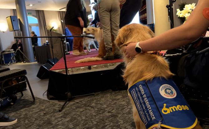 Verviers: les super-héros canins d'Os'Mose ont enfilé leur cape!