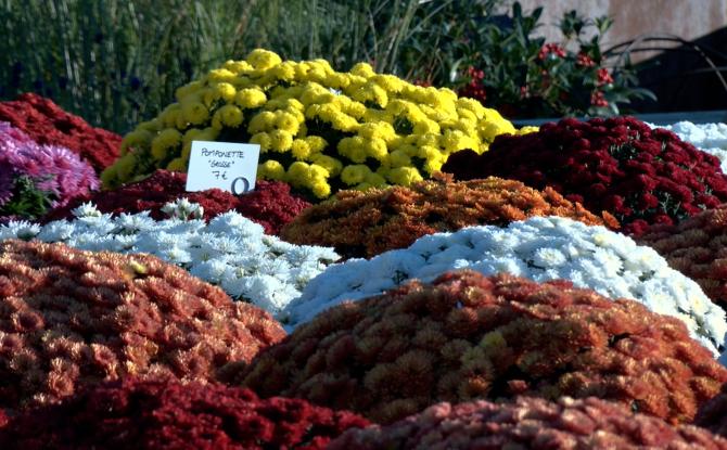 La fleur d'or de la Toussaint, toujours reine des cimetières?