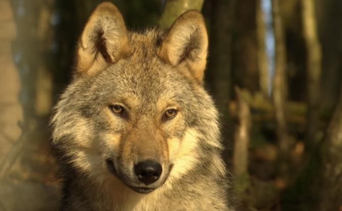 Un loup tué ce week-end sur l’autoroute E42 à Cronchamps